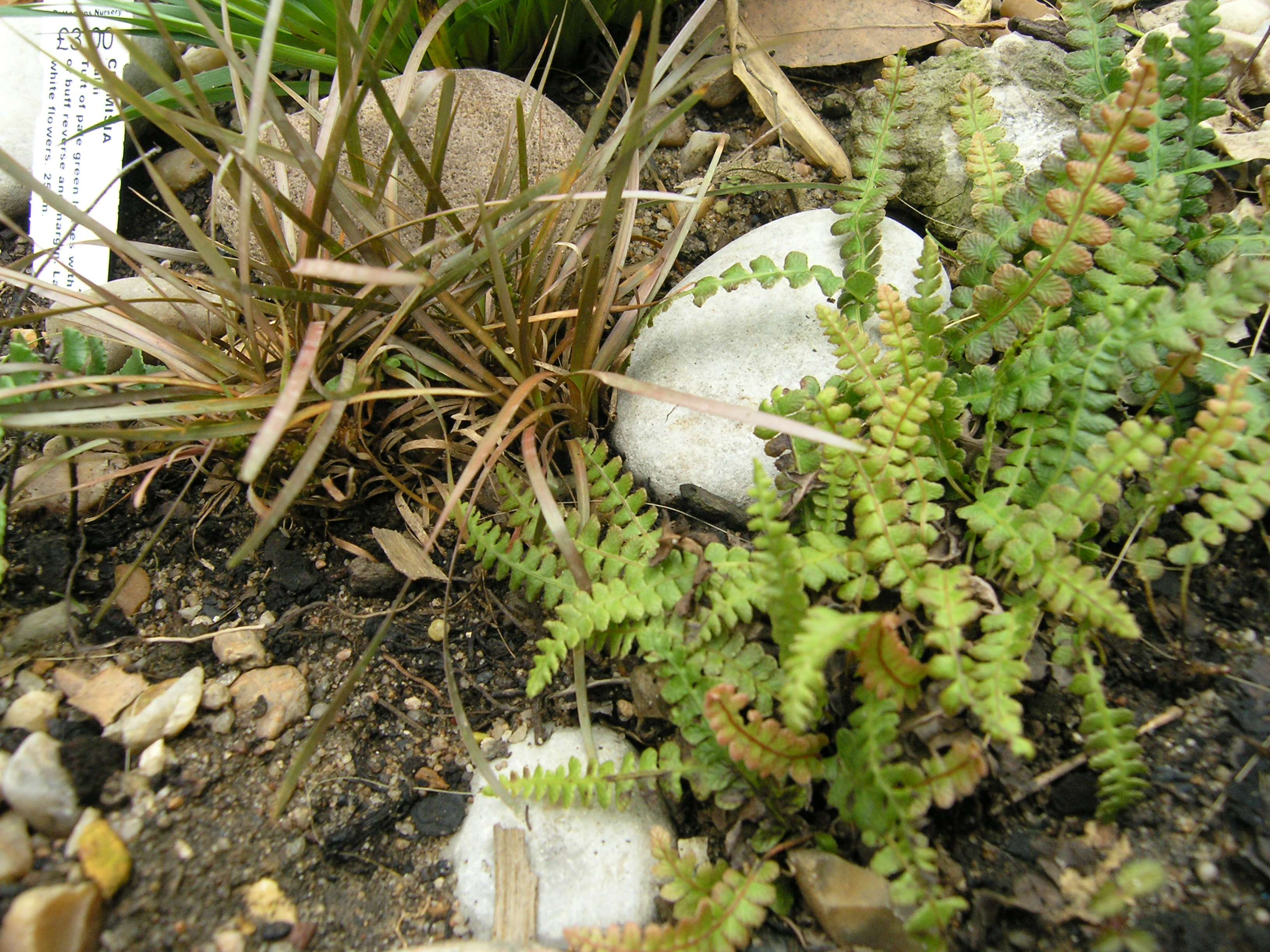 Blechnum penna marina subsp. alpina